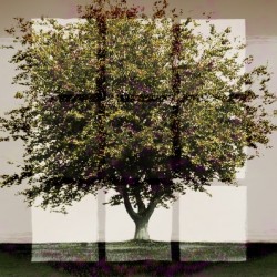 Window2 on a Green Tree 3x2